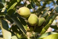 California Walnuts show continued positive trend