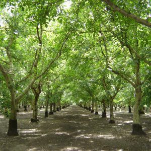 PERFECT_ORCHARD—36×36-1no-logo