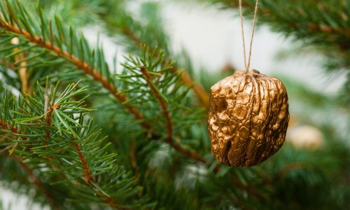 Traditions - Golden Walnut hanging from christmas tree
