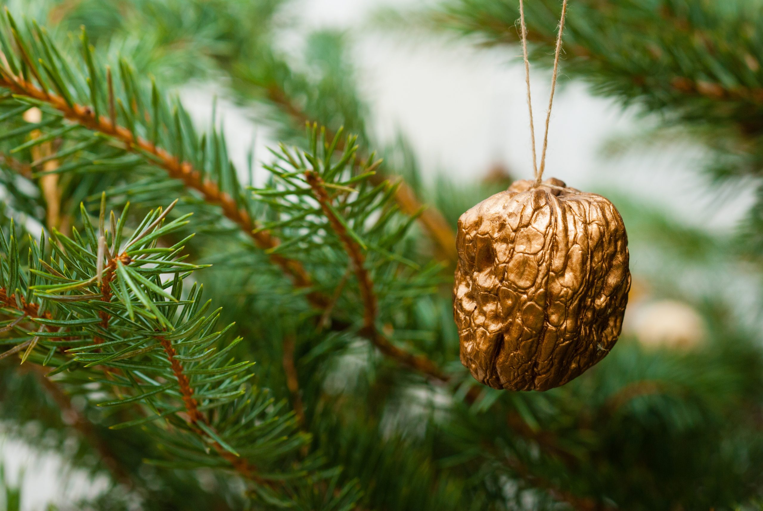 Traditions - Golden Walnut hanging from christmas tree