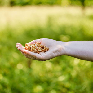 Adding Just a Small Handful of Walnuts Can Have Dietary Benefits for the Whole Family