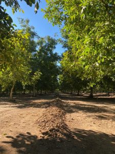 Barton Ranch Orchard