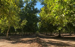 Barton Ranch Orchard