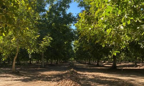 Barton Ranch Orchard