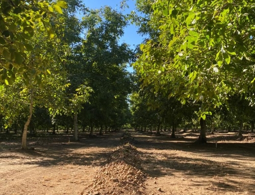 From Harvest To Home