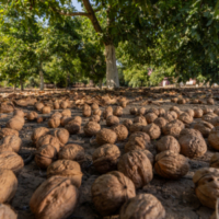 How to Get Nutrient-rich California Walnuts into Your Diet