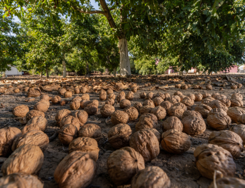 How to Get Nutrient-rich California Walnuts into Your Diet